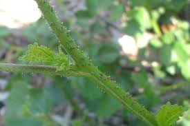 Image result for Hibiscus diversifolius