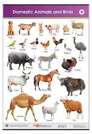 Look to france for tons of naming inspiration for dogs, cats, and all other types of companion animals. Buy Jumbo Domestic Animals And Birds Chart For Kids Learn Names Of Animals And Birds At Home Or School With Educational Wall Chart For Children 39 25 X 27 25 Inch Book