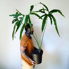 Di kategori ini, anda akan menemukan gambar melambaikan tangan dan gif animasi bergerak melambaikan tangan yang menarik! Alfiyand Sachio Alfiyand Profile Pinterest