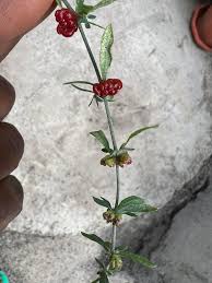 Image result for Pollichia