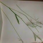Image result for Moorochloa eruciformis