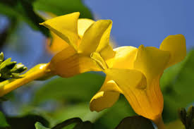 Image result for Allamanda