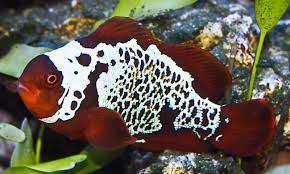 Pin On L Ocean