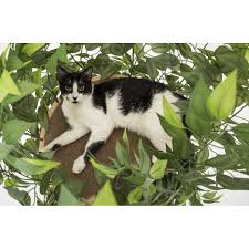 Get the best deal for cat scratching trees from the largest online selection at ebay.com. Luxury Cat Tree Large Round Base Catsplay Superstore