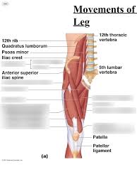 Encontre mais imagens em alta resolução no acervo da istock, que inclui um banco de fotos de. Anterior Leg Muscles Diagram Quizlet