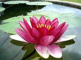 Fotos De Flores Exoticas Lotus Flower Pictures Flower Pictures Lotus Flower Colors