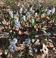 Image result for Equilabium stenophyllum