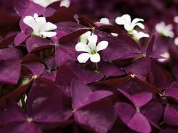 Image result for Oxalis obliquifolia