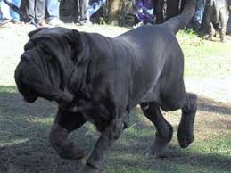 July 16, 2012 by swestfall3. Neapolitan Mastiff Information And Facts Dog Breeds