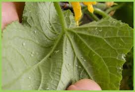 Image result for whitefly in cucumber