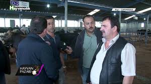 Hayvan Pazari Holstein Kasaplik Inek Fiyati Canakkale Youtube