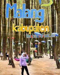 Keindahan wajah wisata hutan pinus semeru di malang makin kekinian. Hutan Pinus Semeru Malang Pinhome