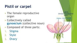 Pre Fertilization Structures In Plants Flower Structure And Male A Flower Structure Collective Nouns Planting Flowers