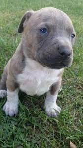 We selectively bred all our pitbull puppies for temperament. Pitbull Puppies For Sale Washington