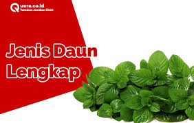 Terdapat 3 jenis daun ganja yang berbeza dengan kategori yang berbeza iaitu indica, sativa dan hybrid. Jenis Jenis Daun Fungsi Macam Gambar Dan Contoh Quora