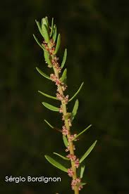 Image result for Laurembergia