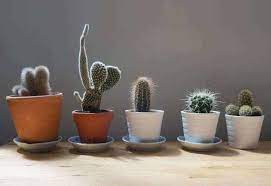 Aside from helping with radiation absorption, having plants in the home is just great to make the house cozier. 10 Plants That Can Absorb Electromagnetic Radiation Smart Safe Emf Solutions