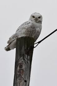 Birds Of Prey Northern Michigan Snowy Owl In Roscommon Owl Snowy Owl Bird Sightings