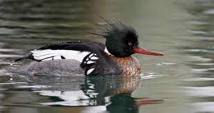 We did not find results for: Red Breasted Merganser Identification All About Birds Cornell Lab Of Ornithology