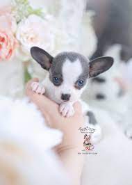 Blue Chihuahua Puppy For Sale Teacup Puppies 209 Teacup Chihuahua Puppies Chihuahua Puppies Blue Chihuahua