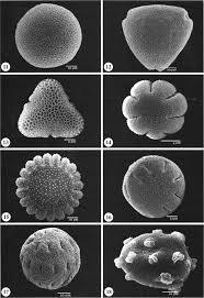 Image result for Hedythyrsus thamnoideus