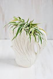 So, spider plants aren't toxic per se, but they can lead to these unpleasant effects later. 6 Stylish Houseplants That Are Safe For Cats And Dogs