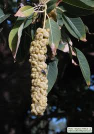 Image result for Phytolacca dioica