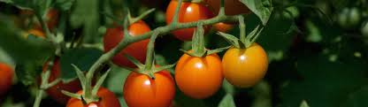 Maybe you would like to learn more about one of these? Can You Eat Tomato Leaves Food Republic