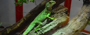 Aside from shopping supplies and food, you can book grooming, veterinary checkups, training, and more. Pet Shop Birmingham Reptiles Pets Birmingham Reptiles And Pets
