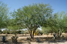 Image result for Xerophyta velutina
