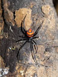 In females of the southern black widow, latrodectus mactans, this hourglass marking has both parts of. 8 Latrodectus Ideas Black Widow Spider Spider Arachnids