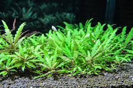 Image result for Hygrophila spiciformis