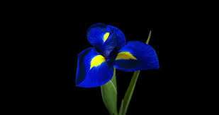 Blue is a bold color, but fortunately, with their shades ranging from purplesque to deep, rich blues, blue flowers go well with many other hues to create an interesting yet fetching bouquet. Blue Iris Flower Blooming On Stock Footage Video 100 Royalty Free 22861672 Shutterstock