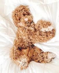 They are 8 weeks old. How Much Does A Labradoodle Cost 2021 We Love Doodles