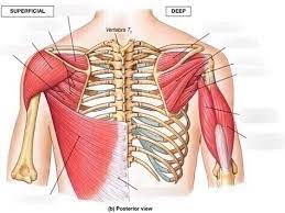 Check spelling or type a new query. Rotator Cuff Muscles Diagram Quizlet