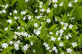 Image result for Omphalodes verna