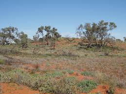 Image result for Atalaya alata