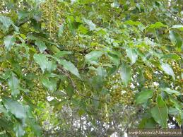 Image result for Searsia rehmanniana