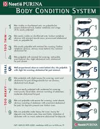 55 Rational Purina Cat Weight Chart