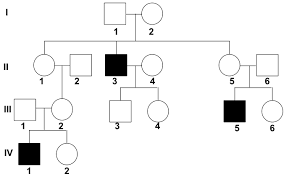 What Are Pedigree Chart Used For Illustrates The Common