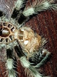This species is a popular pet because of its impressive size, beautiful coloration, and ease of care. Nhandu Coloratovillosus Arachnoboards