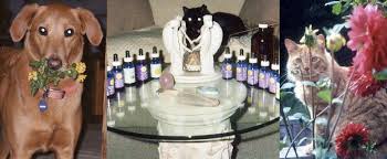 We did not find results for: Dealing With The Death Of A Pet Flower Essences For End Of Life Care Caregiver Stress And Grief