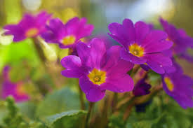 Flowers that start with h in spanish. Different Flower Names In Spanish For English Readers Owlcation