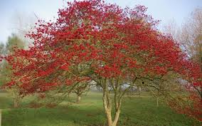 They produce attractive white blooms in clusters, in late spring to early summer. Hawthorn Yale Nature Walk