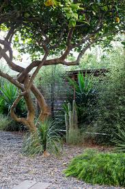 Image result for Pittosporum