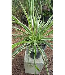 Image result for Chlorophytum hirsutum