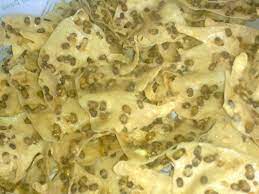 Resep Peyek Kacang Hijau Khas Aceh Resep Metro