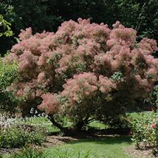 Hours may change under current circumstances Grace Smokebush Cotinus Grace In San Antonio Texas Tx At Rainbow Gardens