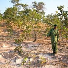 Image result for Otiophora pycnostachys