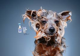 Adeevee Only Selected Creativity Dr Dog Dry Shampoo Wet Dogs